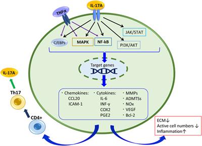 The Role of IL-17-Mediated Inflammatory Processes in the Pathogenesis of Intervertebral Disc Degeneration and Herniation: A Comprehensive Review